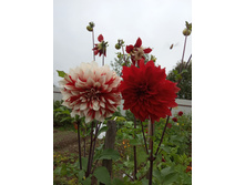 IMG 20190817 130315.jpg