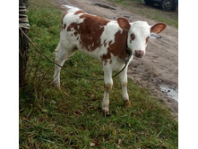 ԣ����� �������