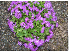 ������� ����������.jpg