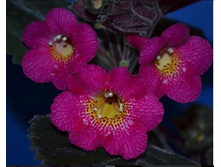 Mm's janli - 200 ���.