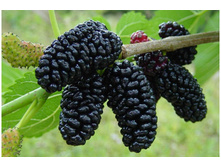 ��������� ����� ������ ��������� �2 -482�