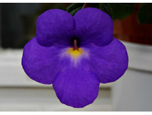 Cascade violet nigh - 100 ���.