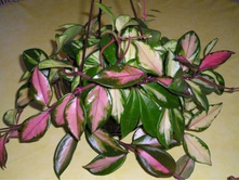 ���� ������� �������� ( Hoya CARNOSA TRICOLOR)