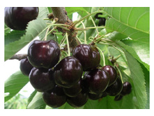 ��� ���� ��������� �4 577�