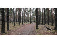 IMG 20200315 081203.jpg