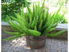 ��������� ������ - ��  450  ���.