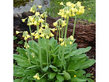 ������� ���������� 1.jpg