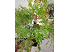 ���������� (Microsorum Diversifolium)- � ���� ���� ..