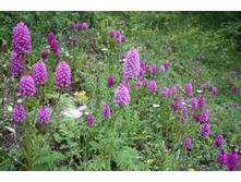 ���������� �������������̆.jpg