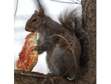 ������ ������� �����?