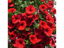 ������� �����