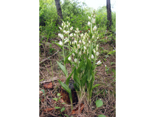 �������������� ���������������̆.jpg