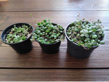 Peperomia prostrata.jpg