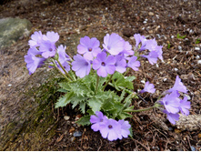 P. marginata Crenulata.JPG