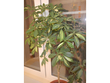DSCN4033.JPG