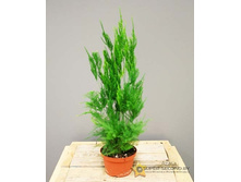 ��������� ������������� ( Asparagus pyramidalis)-