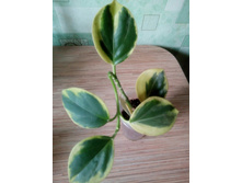 Pachyclada variegata.