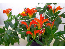 ���������� Rigel - 100 ���.