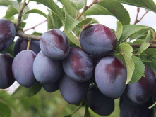 ����� ���� ���������� ���������� �4