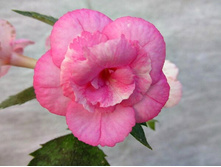 Aussie Beauty - 350 ���.