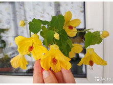 �������� ������ - 300 ���.