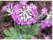 ������� ����������.jpg