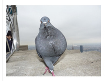 Screenshot 20200319 034506.jpg