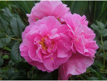 ����� ����(�)