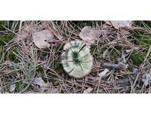 IMG 20200321 101711.jpg