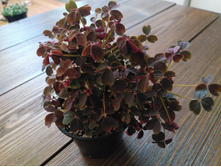 �xalis vulcanicola Burgundy.jpg