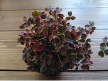 �xalis vulcanicola Burgundy.jpg