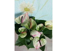 �������� ���� ����� ������(Anthurium Adios Romance)- 900- 950 �.