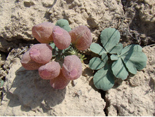 �������� ������������.jpg