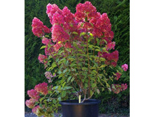 ��������� ����� +24�