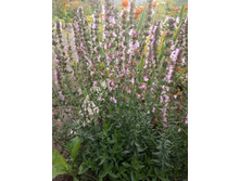 IMG 20190804 183459.jpg