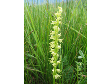 ������� �������������̆.jpg