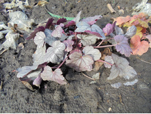 ������� Cinnabar Silver  14 �����