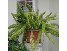 ��������� ������