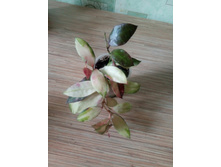 hoya walliniana variegata.