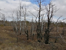 IMG 20200322 122400.jpg