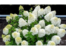 ����� ��� (����� 20�)*