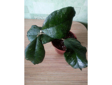 ���-959 CV.SWETLANA.