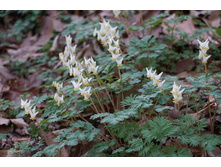 �������� �����������.jpg