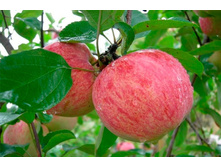 ������ ���� ���������� ����������4  495�