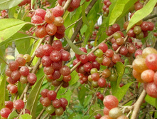 ��� ��������� (��������) �2 �40 190�