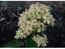 ��������� ��������� ���.*