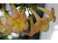 Sun Core - 200 ���