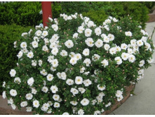 ����� ������ (�)