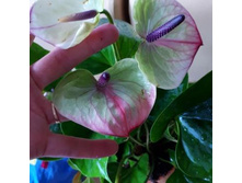 �������� ���� ����� ������