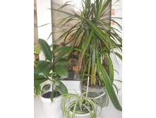 DSCN4038.JPG